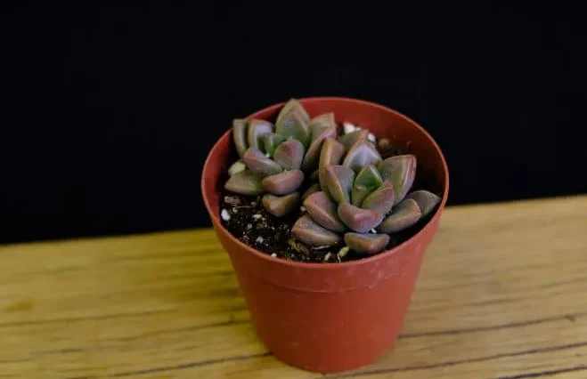 12.【現品 根付き】雷童錦とブロンズ姫6㌢鉢 多肉 12.【現品 根付き】雷童錦とブロンズ姫6㌢鉢 多肉 雷童錦 / 【