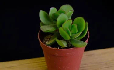 succlents world　多肉の世界　pickup13『ゴルビュー』