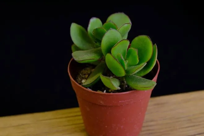 succlents world　多肉の世界　pickup13『ゴルビュー』