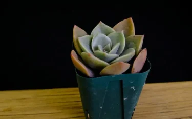 succlents world　多肉の世界　pickup19『バイネシー』