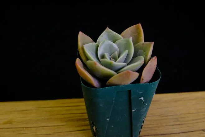 succlents world　多肉の世界　pickup19『バイネシー』