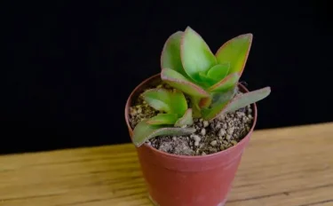 succlents world　多肉の世界　pickup20『洛東（らくとう）』