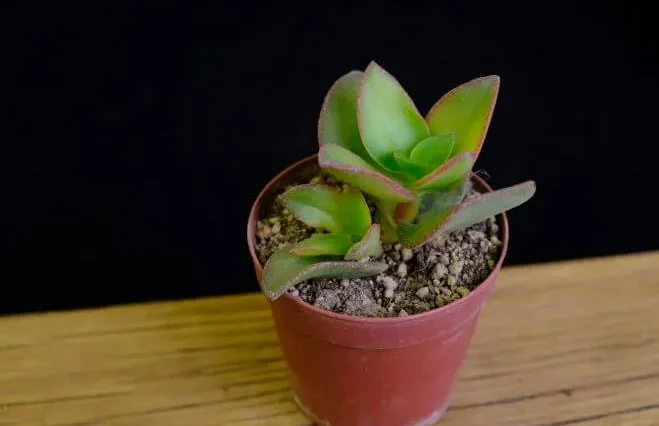 【にこにこ植物】速達 プセウドボンバックス - 陽春園ネット通販