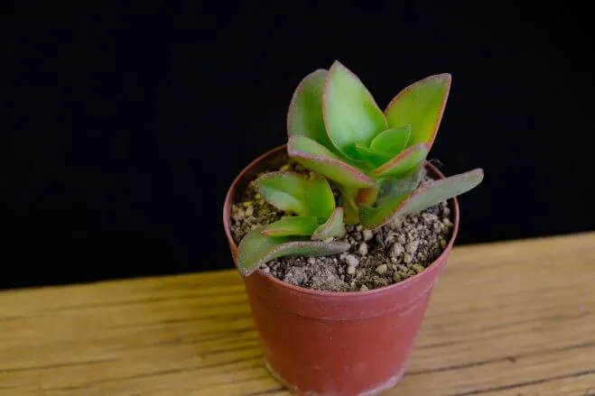 succlents world　多肉の世界　pickup20『洛東（らくとう）』