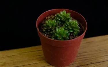 succlents world　多肉の世界　pickup21『リトルゼム』