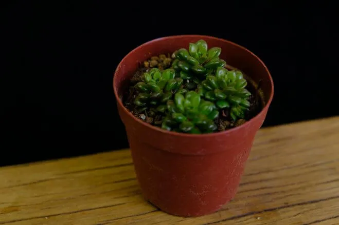 succlents world　多肉の世界　pickup21『リトルゼム』
