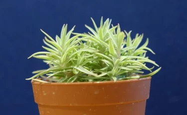 succlents world　多肉の世界　pickup30　初心者にも育てやすい♪『覆輪万年草（ふくりまんねんそう）』