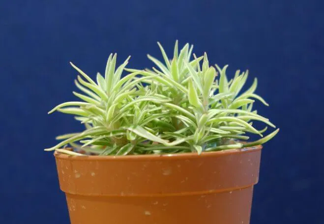 succlents world　多肉の世界　pickup30　初心者にも育てやすい♪『覆輪万年草（ふくりまんねんそう）』