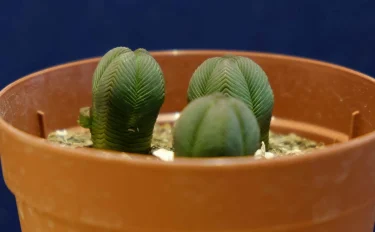 succlents world　多肉の世界　pickup32　コロンとした緑色のダンゴムシ？『ダルマ緑塔』