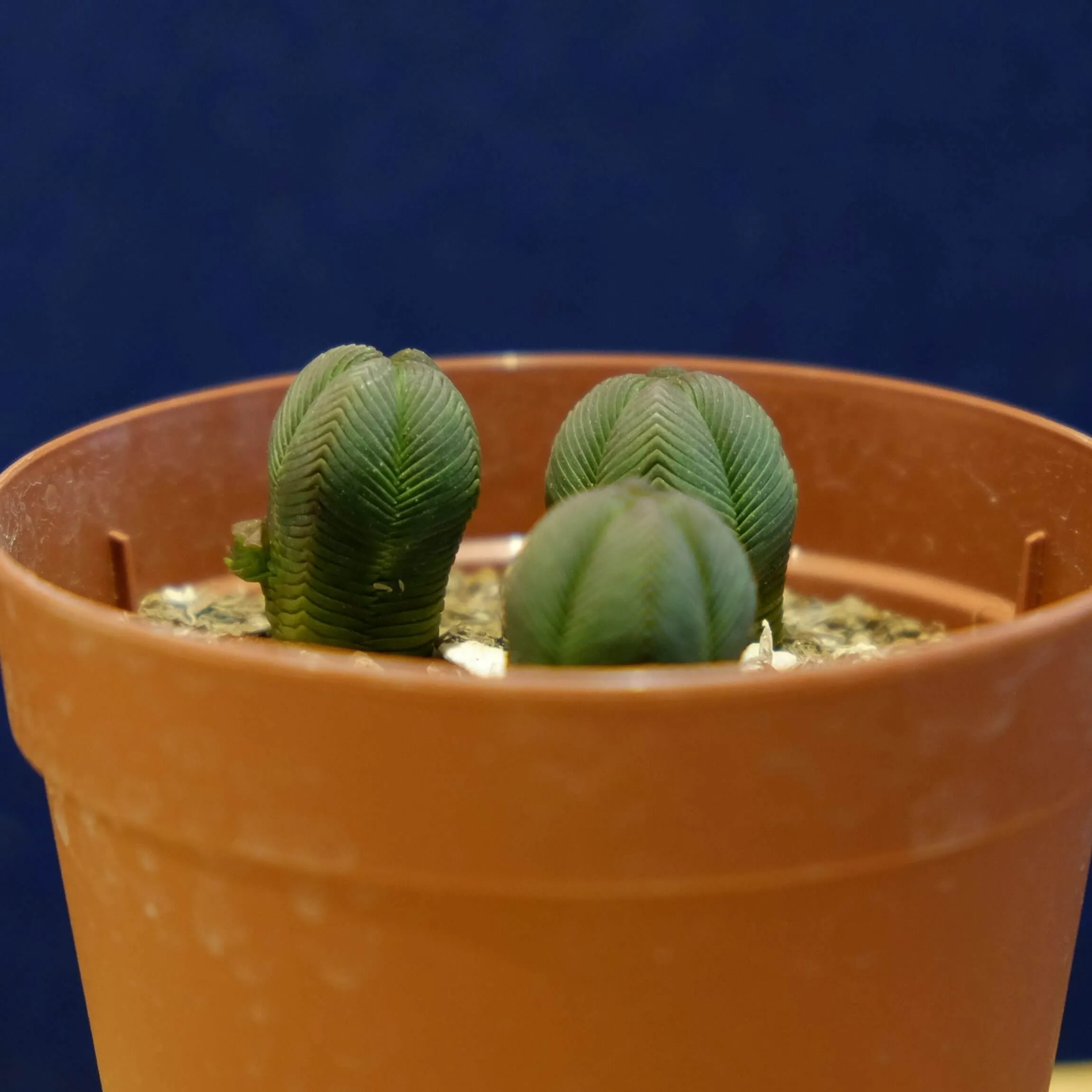 ダルマ緑塔　抜き苗 日本花キ流通 多肉植物 osクラッスラ だるま緑塔 ダルマ緑塔