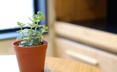 succlents world　多肉の世界　pickup28　古くから愛されている『ミセバヤ』