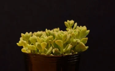 succlents world　多肉の世界　pickup32　寄せ植えで人気♪『プロリフェラ』