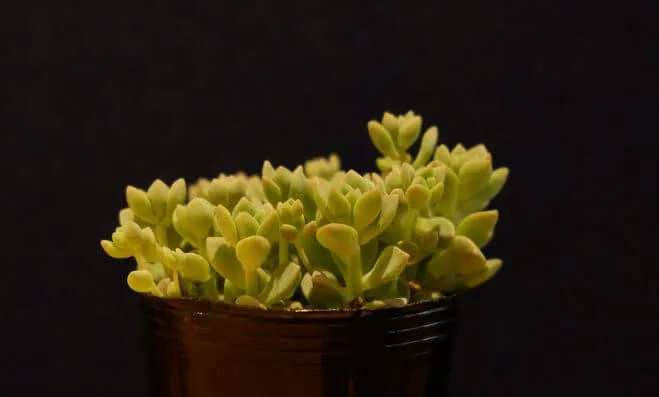 succlents world　多肉の世界　pickup32　寄せ植えで人気♪『プロリフェラ』