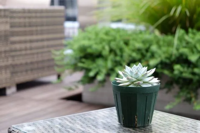 succlents world　多肉の世界　pickup34　一株で存在感がある『ブルーバード』