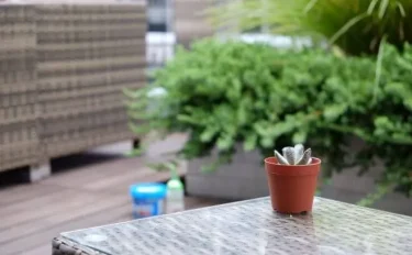 succlents world　多肉の世界　pickup35　独特な形の多いアドロミスクス属『天錦章(てんきんしょう)』