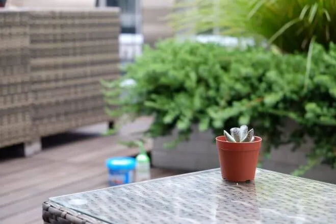 succlents world　多肉の世界　pickup35　独特な形の多いアドロミスクス属『天錦章(てんきんしょう)』