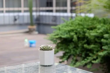 存在感のある株に綺麗なカラーの『ブルーミニマ』 | 植物とあなたを