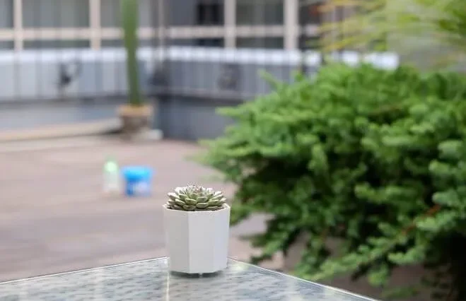 マジョリカ♥　ブルーミニマ錦 ブルーミニマ錦 – Bull Succulent