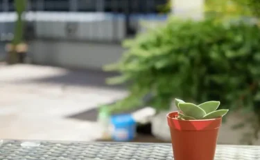 刀のような珍しい多肉植物