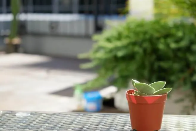 刀のような珍しい多肉植物