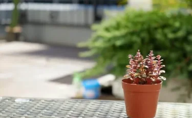 succlents world　多肉の世界　pickup30　多肉植物っぽくない真っ赤なカラー『ドラゴンズブラッド』