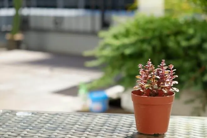 succlents world　多肉の世界　pickup30　多肉植物っぽくない真っ赤なカラー『ドラゴンズブラッド』