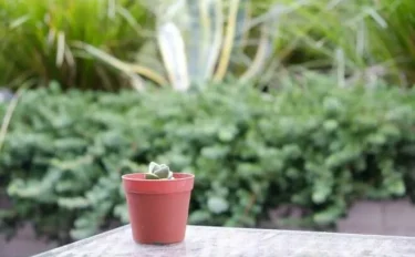 succlents world　多肉の世界　pickup33　まるで五重の塔！変わった形のタワー多肉『紀の川』