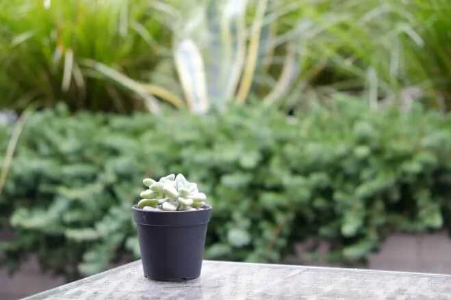 succlents world　多肉の世界　pickup31　肉厚ぷりぷり系多肉植物 『だるま秋麗』