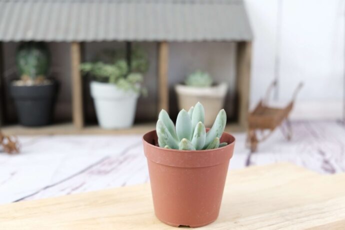 succlents world　多肉の世界　pickup７『群雀（ぐんじゃく）』