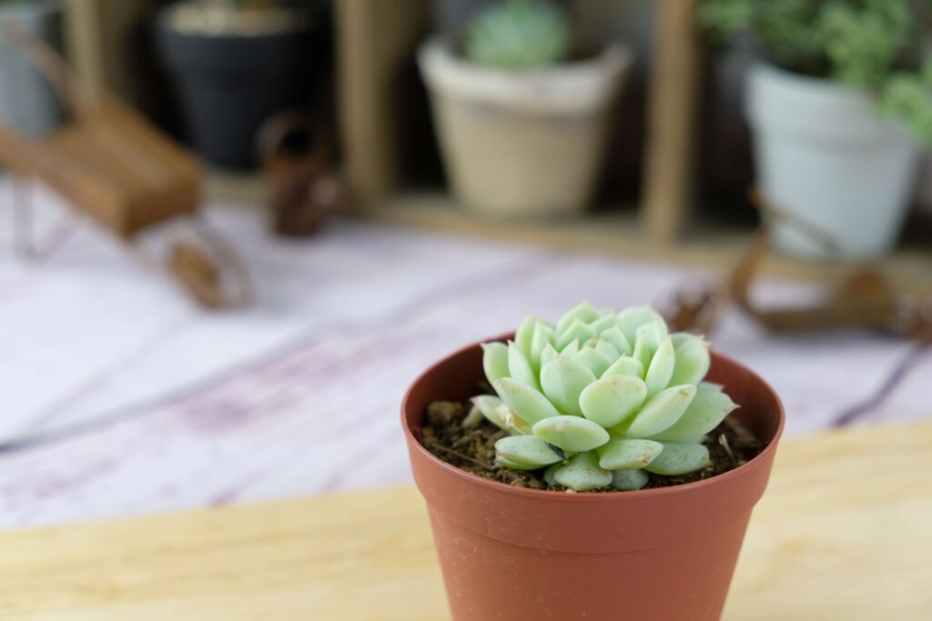 succlents world 多肉の世界 pickup1『静夜』 | 植物とあなたをつなぐ