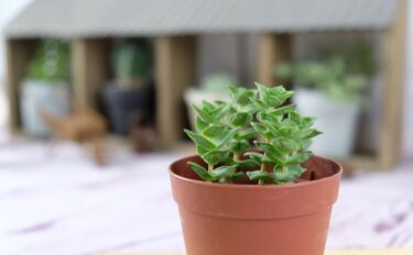 succlents world　多肉の世界　pickup６『十字星』