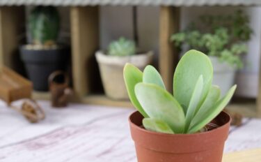 succlents world　多肉の世界　pickup５『唐印（とういん）』