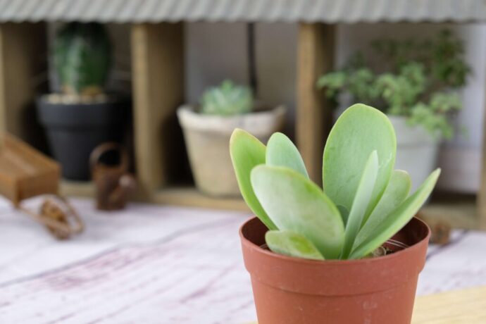 succlents world　多肉の世界　pickup５『唐印（とういん）』