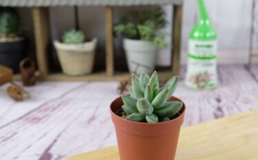 succlents world　多肉の世界　pickup４『グラウクム』