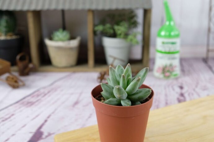 succlents world　多肉の世界　pickup４『グラウクム』