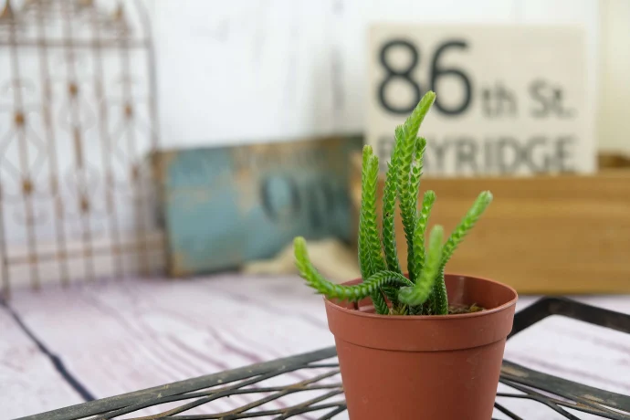 succlents world　多肉の世界　pickup10  にょろにょろ系多肉の代表選手 『ムスコーサ』