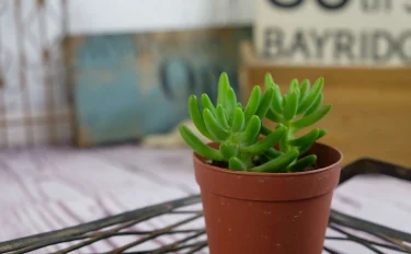 succlents world　多肉の世界　pickup12 にょきにょきと上に成長するセダム 『八千代』