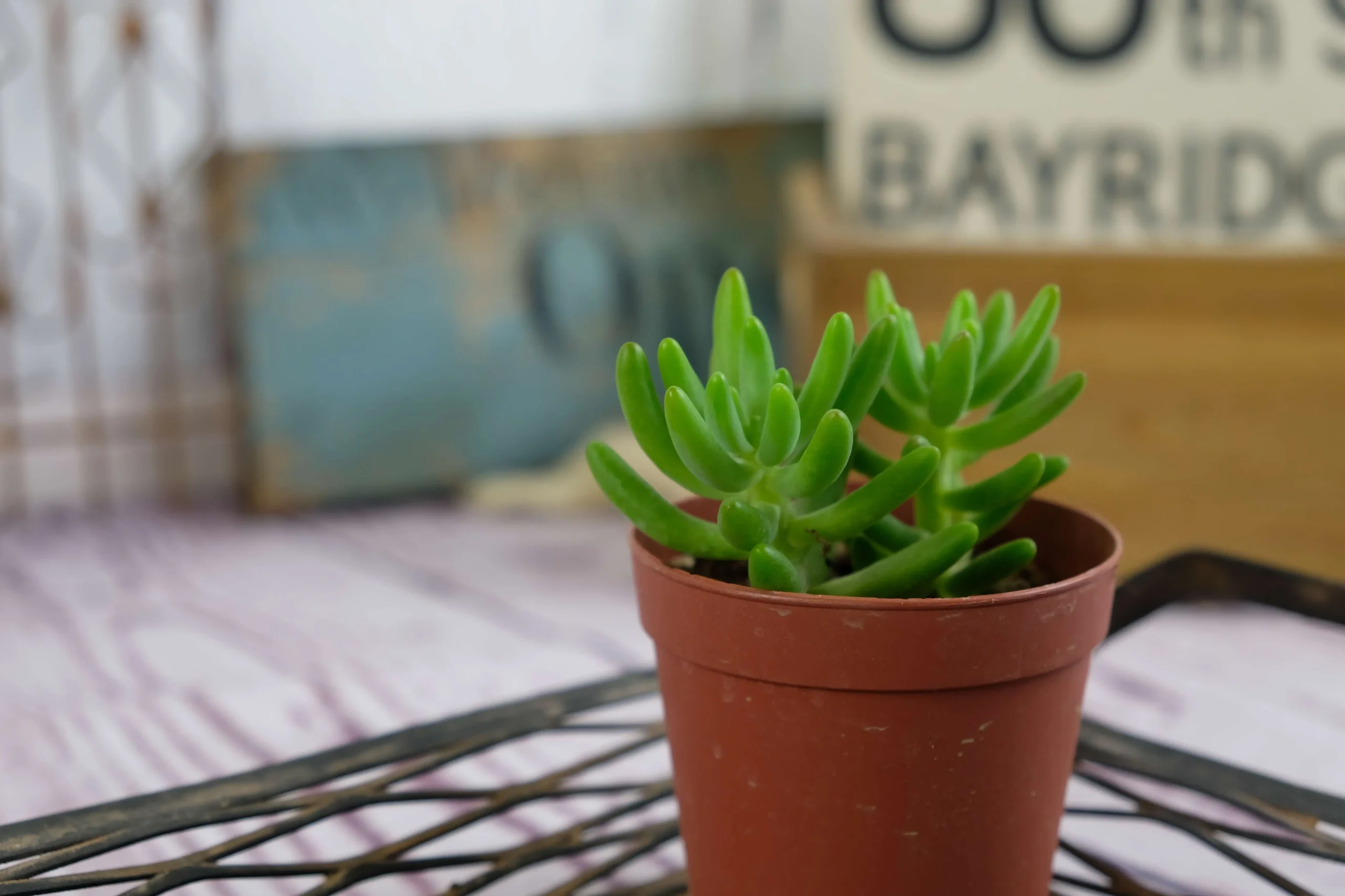 succlents world 多肉の世界 pickup12 にょきにょきと上に成長する