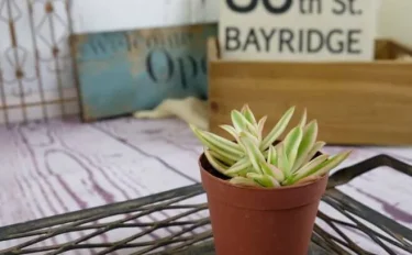 succlents world　多肉の世界　pickup33　紅葉する多肉の代表選手 『火祭りの光』