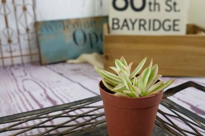 succlents world　多肉の世界　pickup33　紅葉する多肉の代表選手 『火祭りの光』