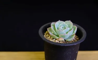 succlents world　多肉の世界　pickup22『七福神』