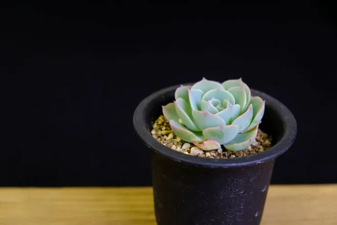 succlents world　多肉の世界　pickup22『七福神』