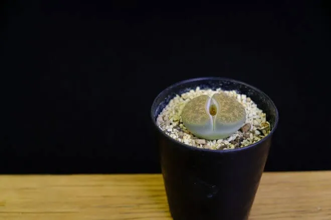 succlents world　多肉の世界　pickup26　キモかわいいリトープス属『紫勲』