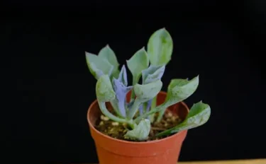 succlents world　多肉の世界　pickup27『マサイの矢尻』