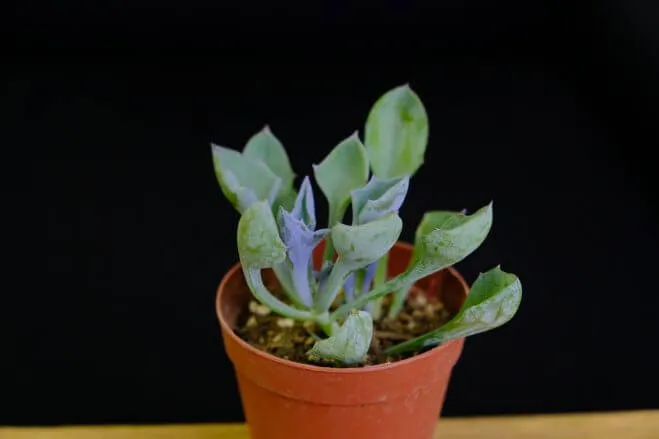 succlents world　多肉の世界　pickup27『マサイの矢尻』