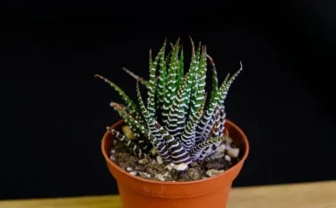 succlents world　多肉の世界　pickup25『十二の巻』