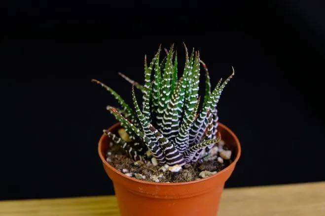 succlents world　多肉の世界　pickup25『十二の巻』