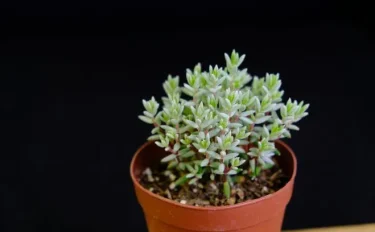 succlents world　多肉の世界　pickup23『パンクチュラータ』