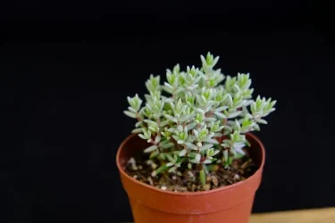 succlents world 多肉の世界 pickup23『パンクチュラータ』 | 植物と