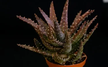 succlents world　多肉の世界　pickup28　トゲトゲのアロエ『クロスビー』